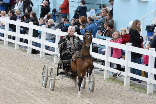 Devon-Saddlebreds-5-29-14-6508-DDeRosaPhoto