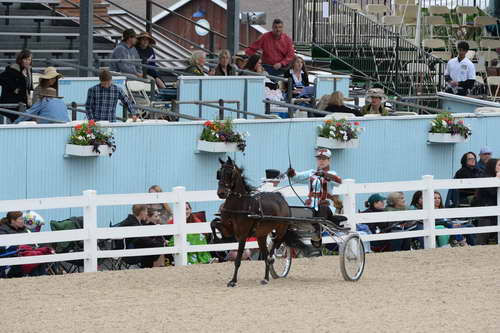 Devon-Saddlebreds-5-29-14-6619-DDeRosaPhoto