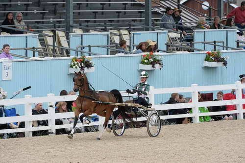 Devon-Saddlebreds-5-29-14-6625-DDeRosaPhoto