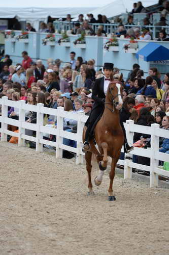 Devon-Saddlebreds-5-29-14-7001-DDeRosaPhoto