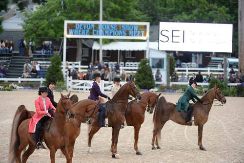 Devon-Saddlebreds-5-29-14-7006-DDeRosaPhoto