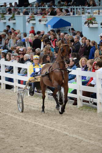 Devon-Saddlebreds-5-29-14-7016-DDeRosaPhoto