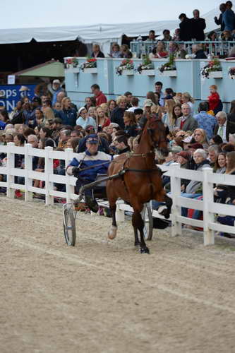 Devon-Saddlebreds-5-29-14-7017-DDeRosaPhoto