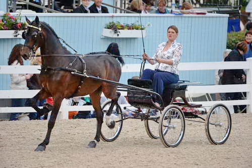 Devon-Saddlebreds-5-29-14-7053-DDeRosaPhoto