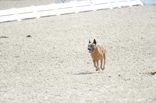 Dressage-at-Devon-9-27-13-4684-DDeRosaPhoto