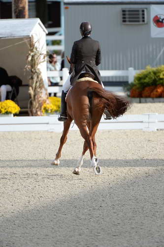 Dressage-at-Devon-9-27-13-4821-DDeRosaPhoto