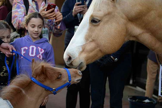 EQUUSFF-11-2016-8275--DDeRosaPhoto
