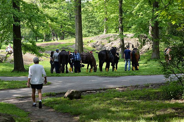 GALLOPNYC-5-22-2022-4289-DDeRosaPhoto