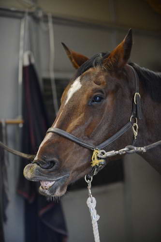 HHB1-10-13-12-9288-EauDeVie-DDeRosaPhoto