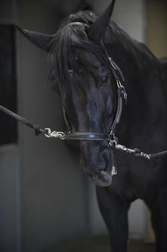 HHB2-10-13-12-0498-Frodo-DDeRosaPhoto