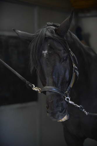 HHB2-10-13-12-0499-Frodo-DDeRosaPhoto