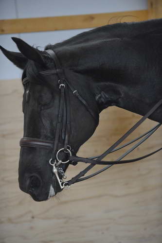 HHB2-10-13-12-0726-Frodo-DDeRosaPhoto