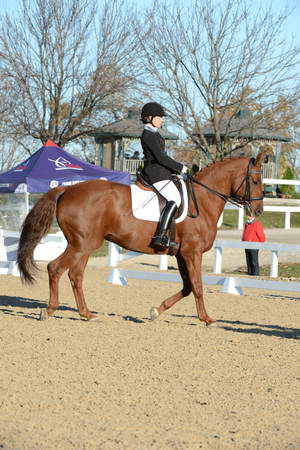 HHB-DressageFinals-11-9-13-2224-DDeRosaPhoto