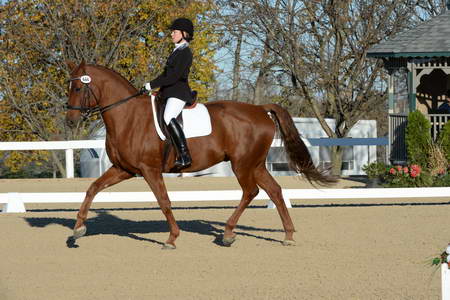 HHB-DressageFinals-11-9-13-2271-DDeRosaPhoto