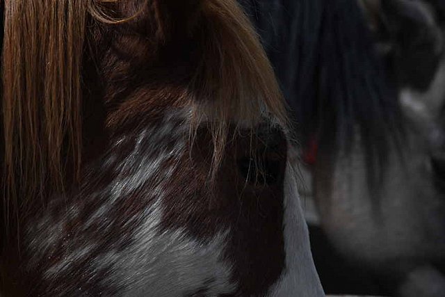 MUSTANG-10-11-21-5496-DDeRosaPhoto