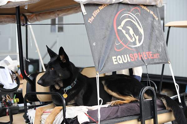 0672-NAJYRC-7-25-09-Dogs-DDeRosaPhoto.jpg
