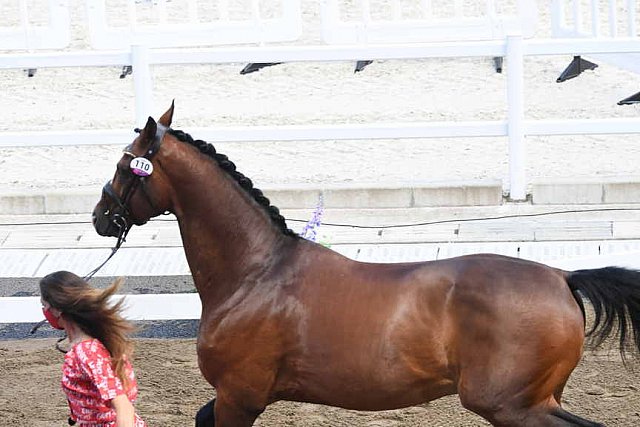 OLY-2020-DRESSAGE-JOG-7-24-21-0783-110-LARISSA PAULUIS-FLAMBEAU-BEL-DDEROSAPHOTO