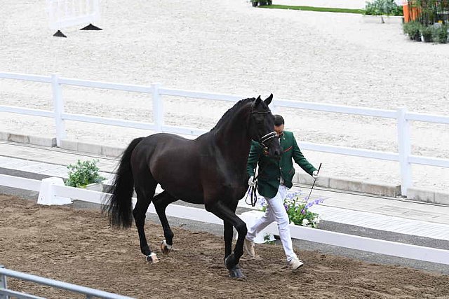 OLY-2020-DRESSAGE-JOG-7-24-21-1155-149-YESSUB RAHMOUNI-ALL AT ONCE-MOR-DDEROSAPHOTO