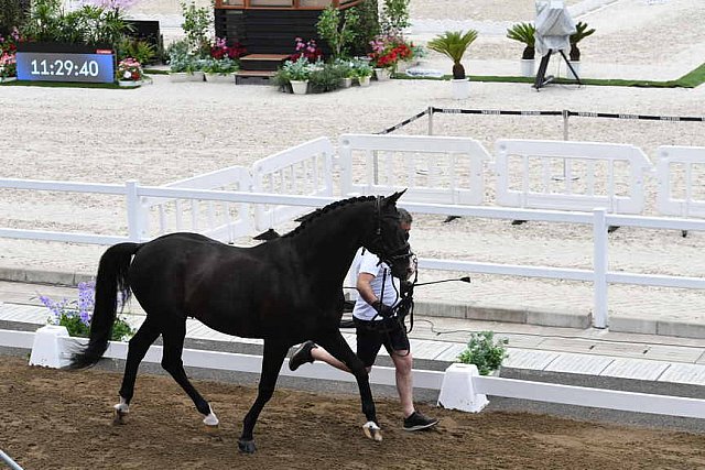 OLY-2020-DRESSAGE-JOG-7-24-21-1508-174-NICK- WAGMAN-DON JOHN-USA-DDEROSAPHOTO
