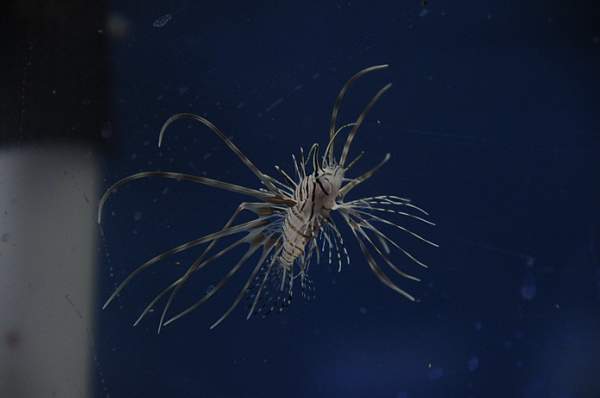 PCLI-11-7-09-130-Culinary-Aquarium-DDeRosaPhoto.jpg