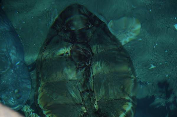 PCLI-11-7-09-134-Culinary-Aquarium-DDeRosaPhoto.jpg