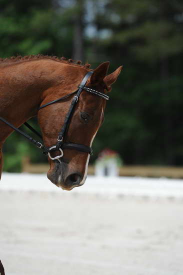 So8ths-5-4-12-Dressage-0874-KelseyBriggs-TheItalianJob-DDeRosaPhoto