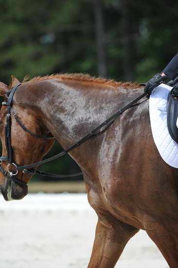 So8ths-5-4-12-Dressage-0952-KristinNeill-BigBonesBailey-DDeRosaPhoto