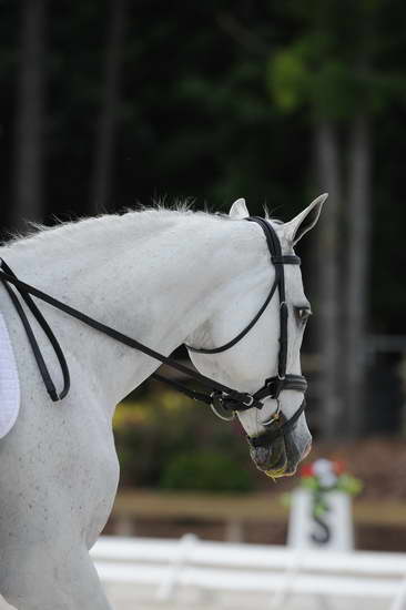 So8ths-5-4-12-Dressage-1166-DCMcBroom-GroundForce-DDeRosaPhoto