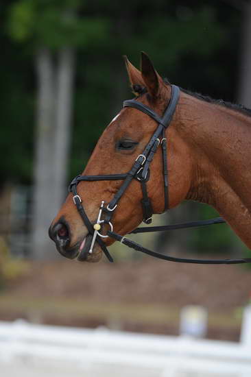 So8ths-5-4-12-Dressage-0447-LaurenTracey-Ransom-DDeRosaPhoto