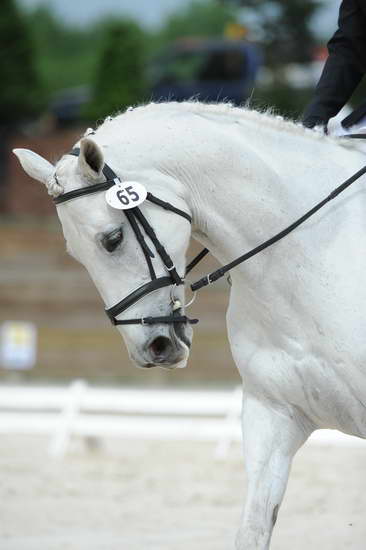 So8ths-5-4-12-Dressage-0791-KaylinMedlin-Watch-Me-Now-DDeRosaPhoto