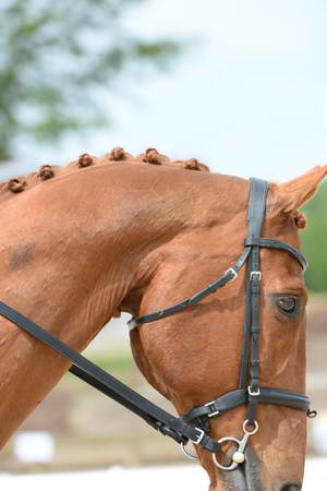So8ths-5-3-13-Dressage-5252-SamanthaDiMaria-Valentine-DDeRosaPhoto