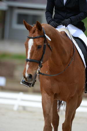 So8ths-5-3-13-Dressage-5313-SamanthaDiMaria-Valentine-DDeRosaPhoto