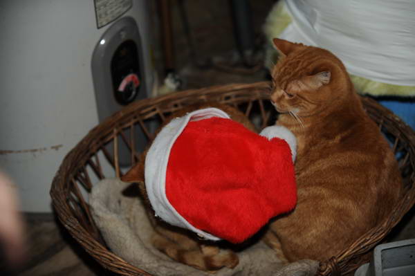 Cats-12-20-09-119-DDeRosaPhoto.jpg