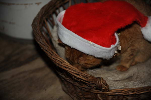 Cats-12-20-09-121-DDeRosaPhoto.jpg