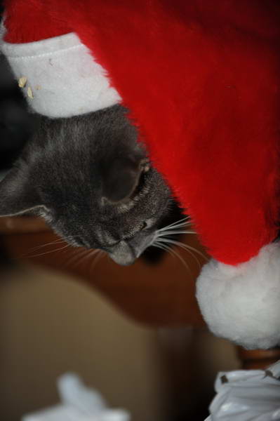 Cats-12-20-09-135-DDeRosaPhoto.jpg