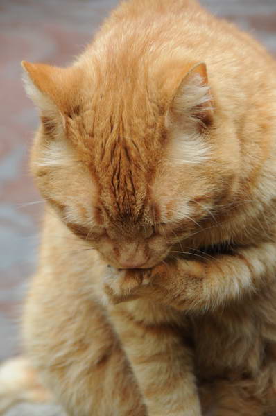 Cats-5-14-09-093-DDeRosaPhotos.jpg