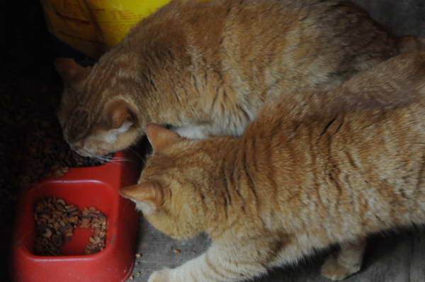 Cats-5-14-09-119-DDeRosaPhotos.jpg
