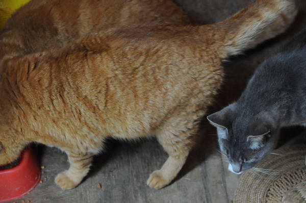 Cats-5-14-09-121-DDeRosaPhotos.jpg