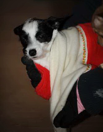 Dogs-12-20-09-42-DDeRosaPhoto.jpg