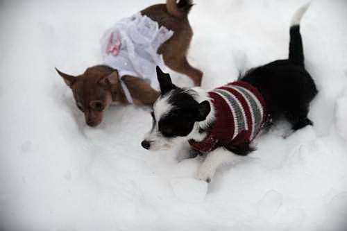 Dogs-12-20-09-57-DDeRosaPhoto.jpg