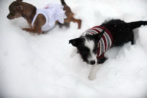 Dogs-12-20-09-58-DDeRosaPhoto.jpg