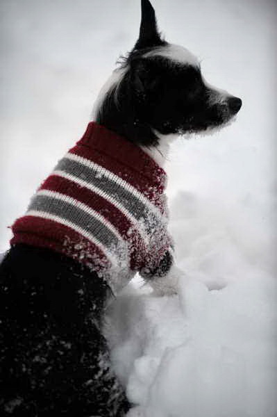 Dogs-12-20-09-70-DDeRosaPhoto.jpg
