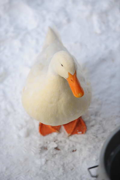 Ducks-12-20-09-08-DDeRosaPhoto.jpg