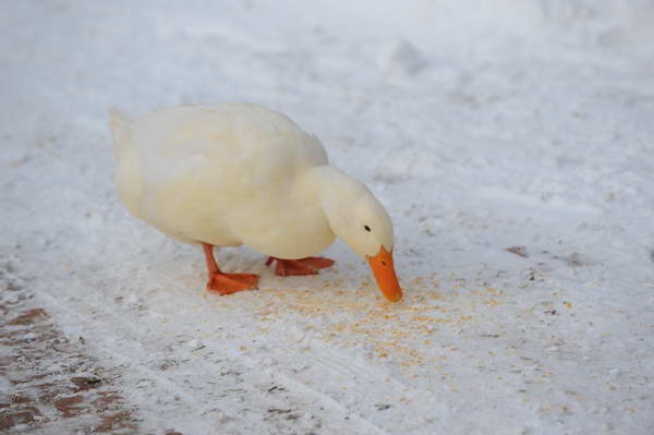Ducks-12-20-09-25-DDeRosaPhoto.jpg