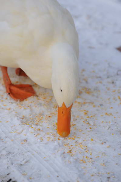 Ducks-12-20-09-27-DDeRosaPhoto.jpg