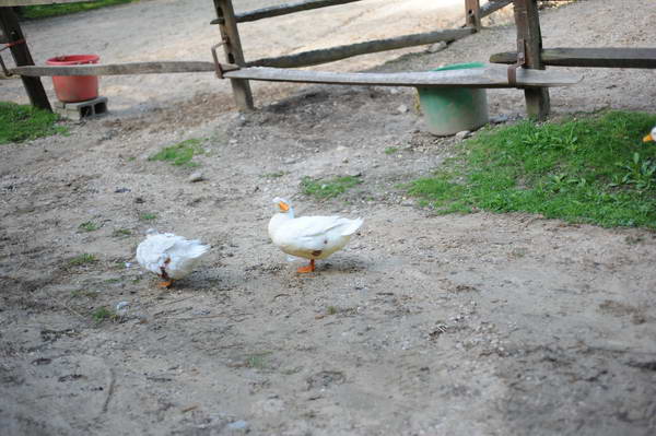 Ducks-5-14-09-025-DDeRosaPhotos.jpg