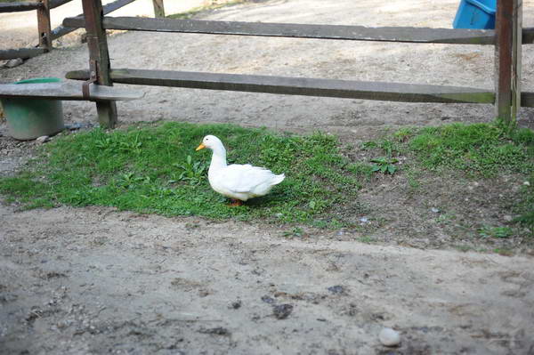 Ducks-5-14-09-026-DDeRosaPhotos.jpg