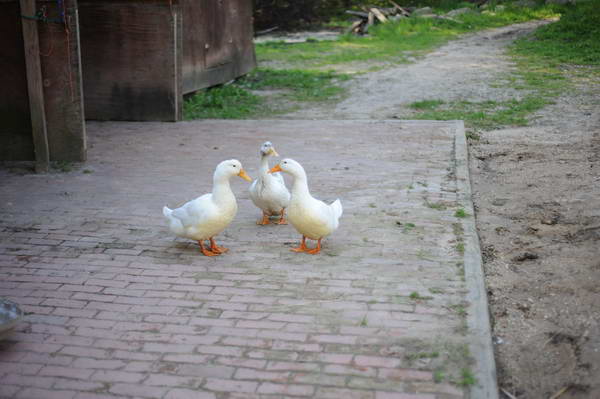 Ducks-5-14-09-049-DDeRosaPhotos.jpg