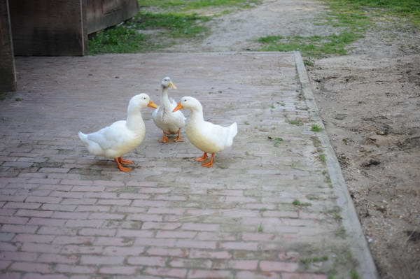 Ducks-5-14-09-050-DDeRosaPhotos.jpg