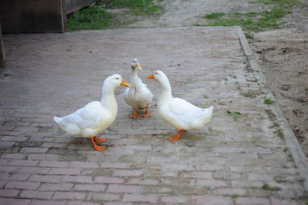 Ducks-5-14-09-052-DDeRosaPhotos.jpg
